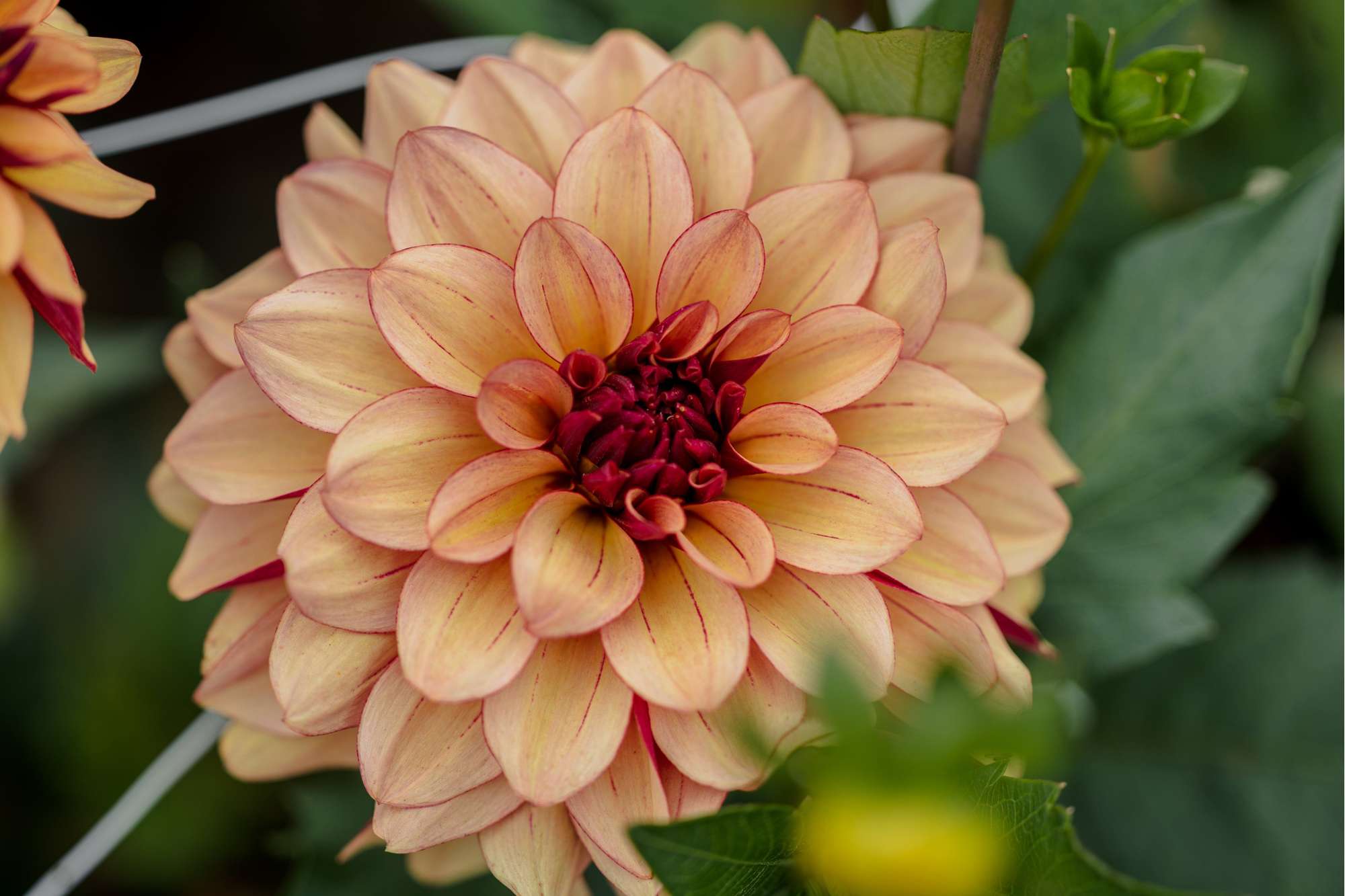 Dahlia 'Creme de Cognac'
